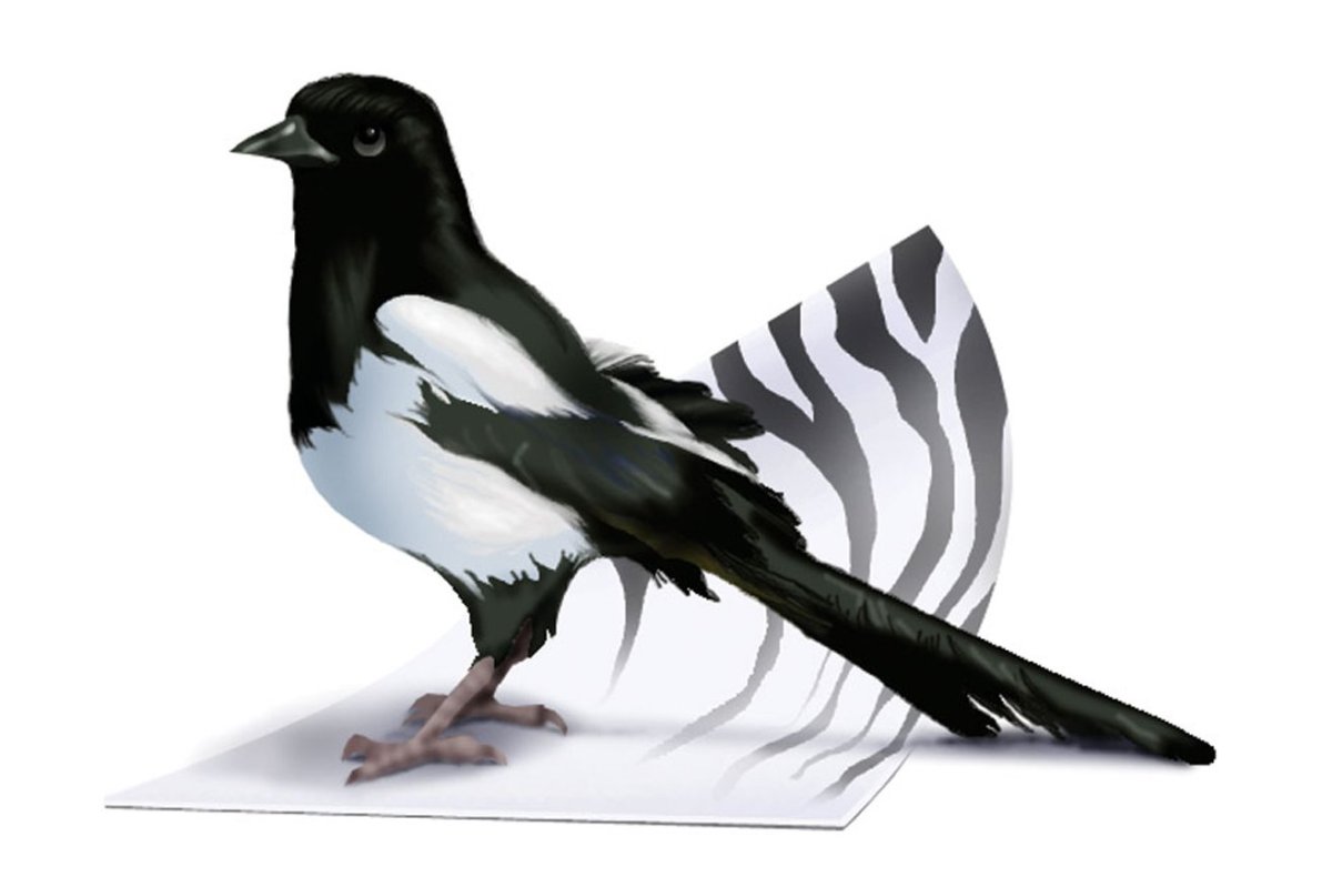 Сорока на белом фоне