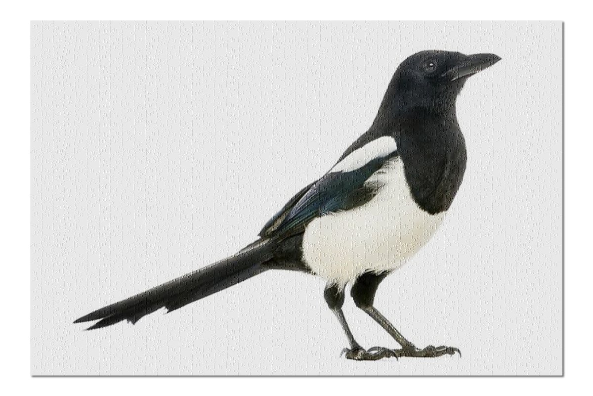 Эскиз птицы сорока