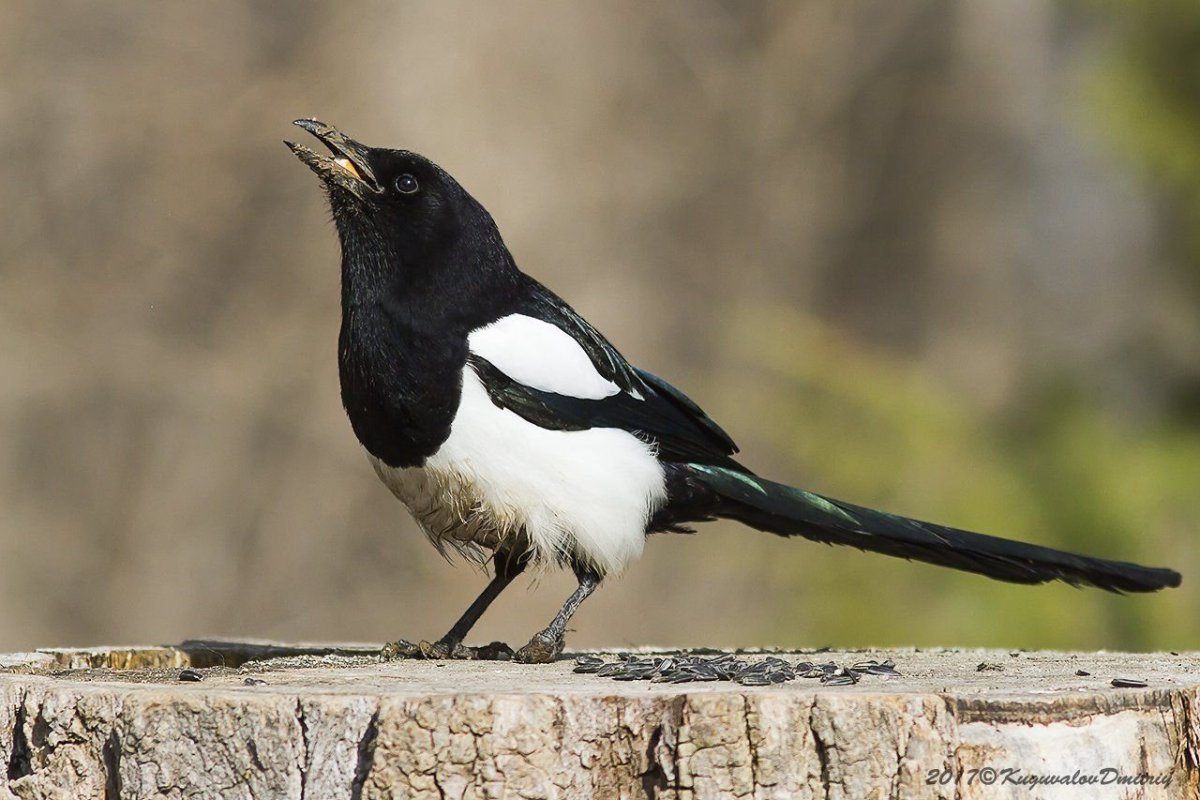 Сорока белобока птица
