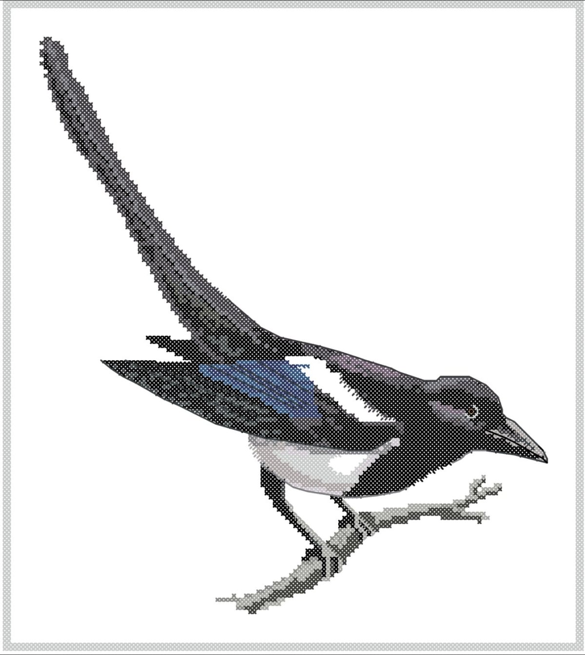 Сорока клипарт на прозрачном фоне