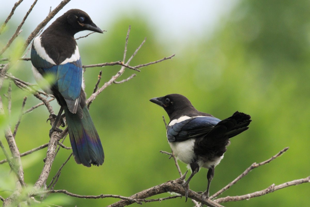 Сорока с бусами