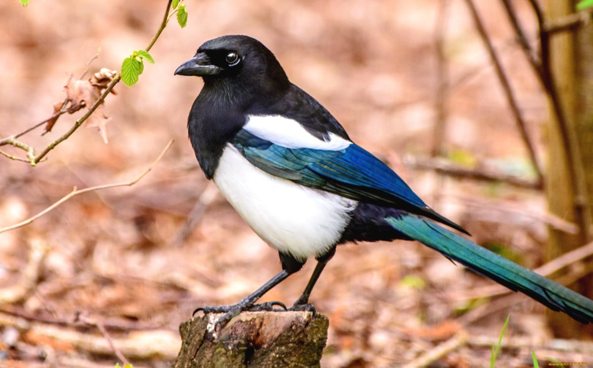 Ракетохвостая сорока