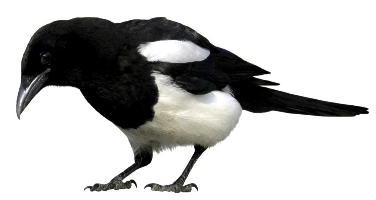 Сорока на белом фоне для детей
