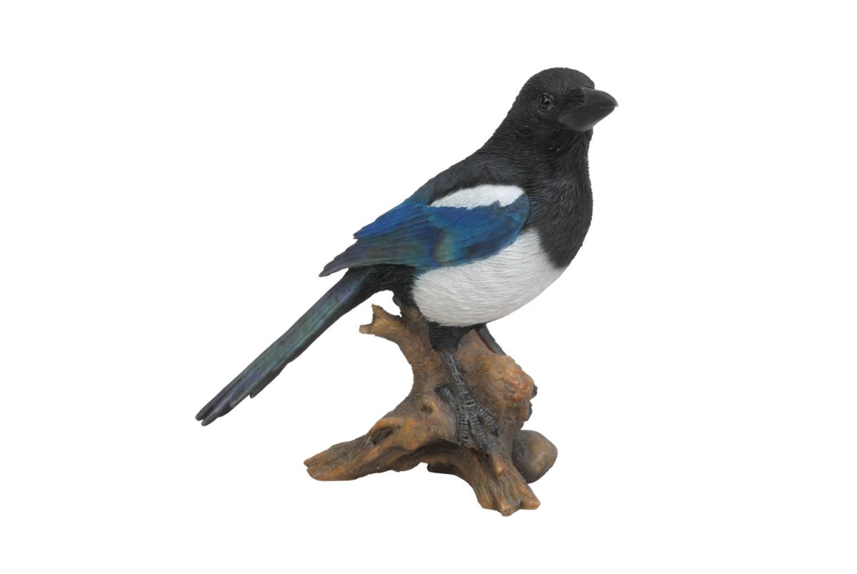 Сорока на прозрачном фоне