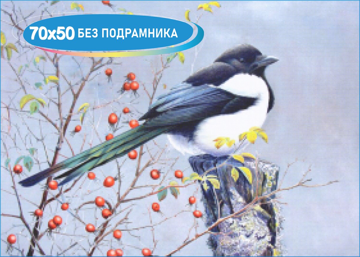 Калифорнийская сорока