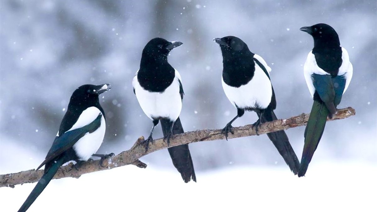 Картина сказочной сороки для детей