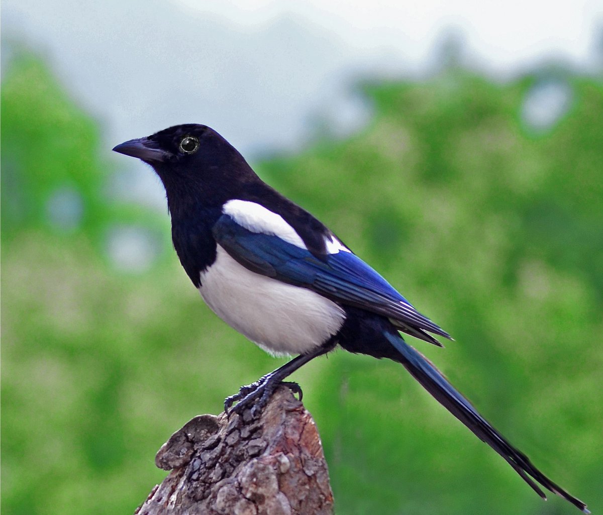 Ключ сорока