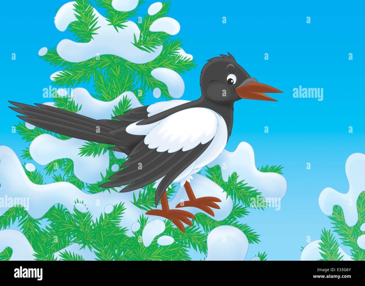 Сорока белохвостая