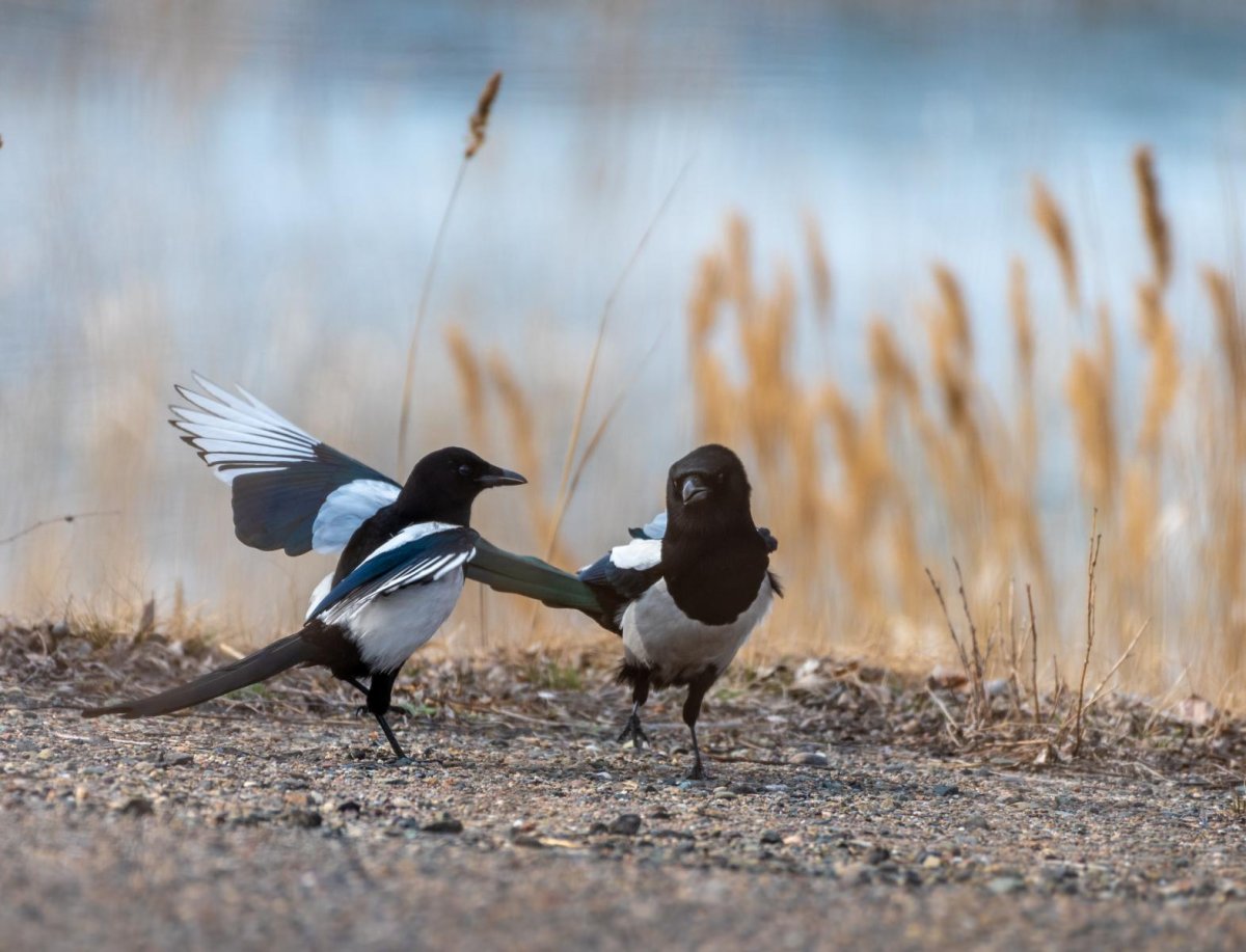 Сорока белобока птица