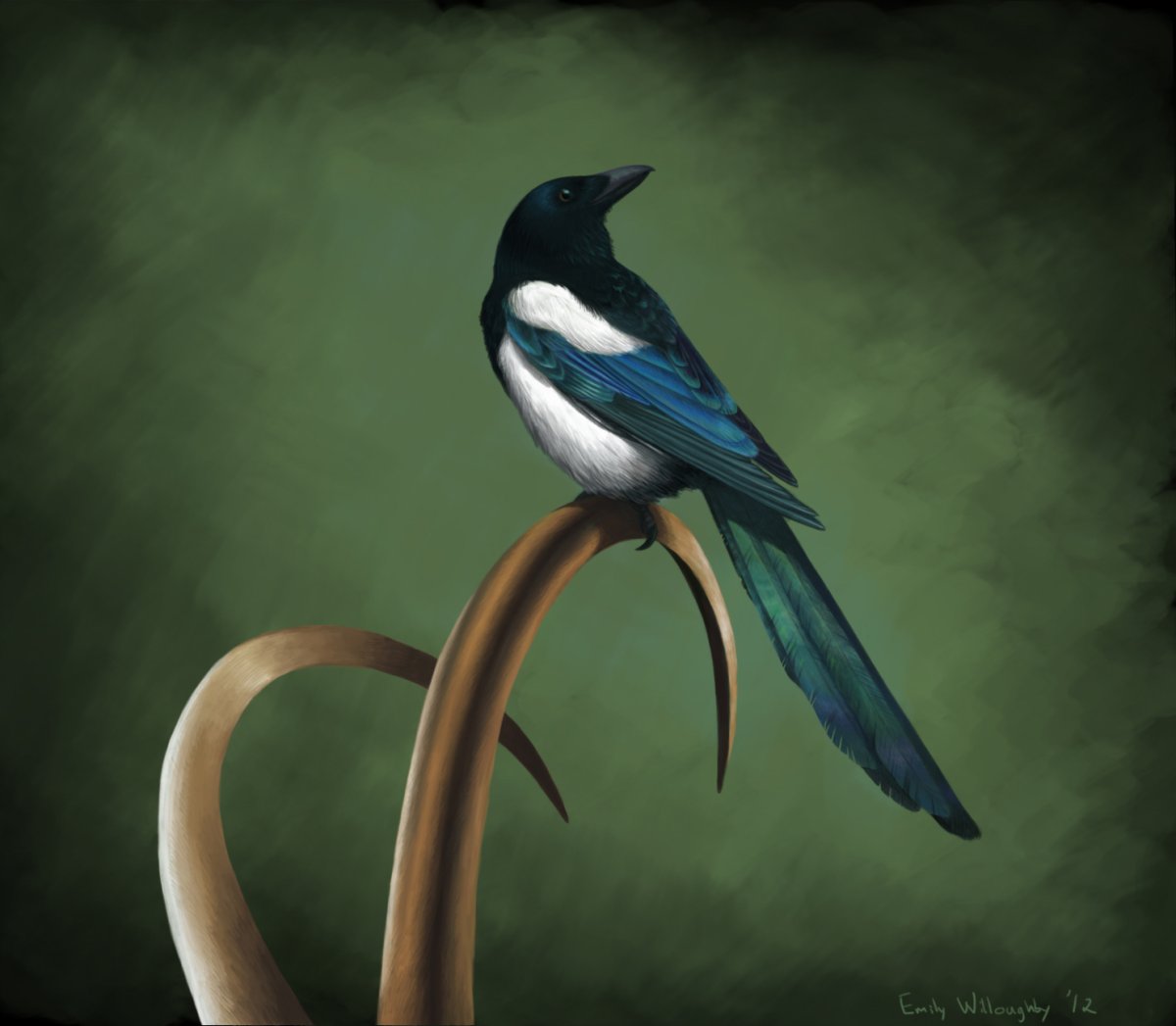 Сорока с кольцом в клюве