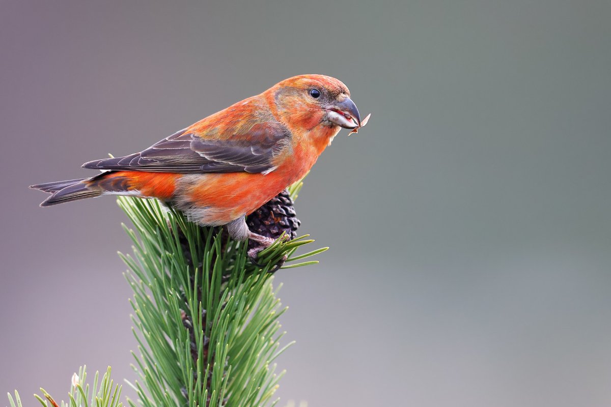 Обыкновенный клёст еловик