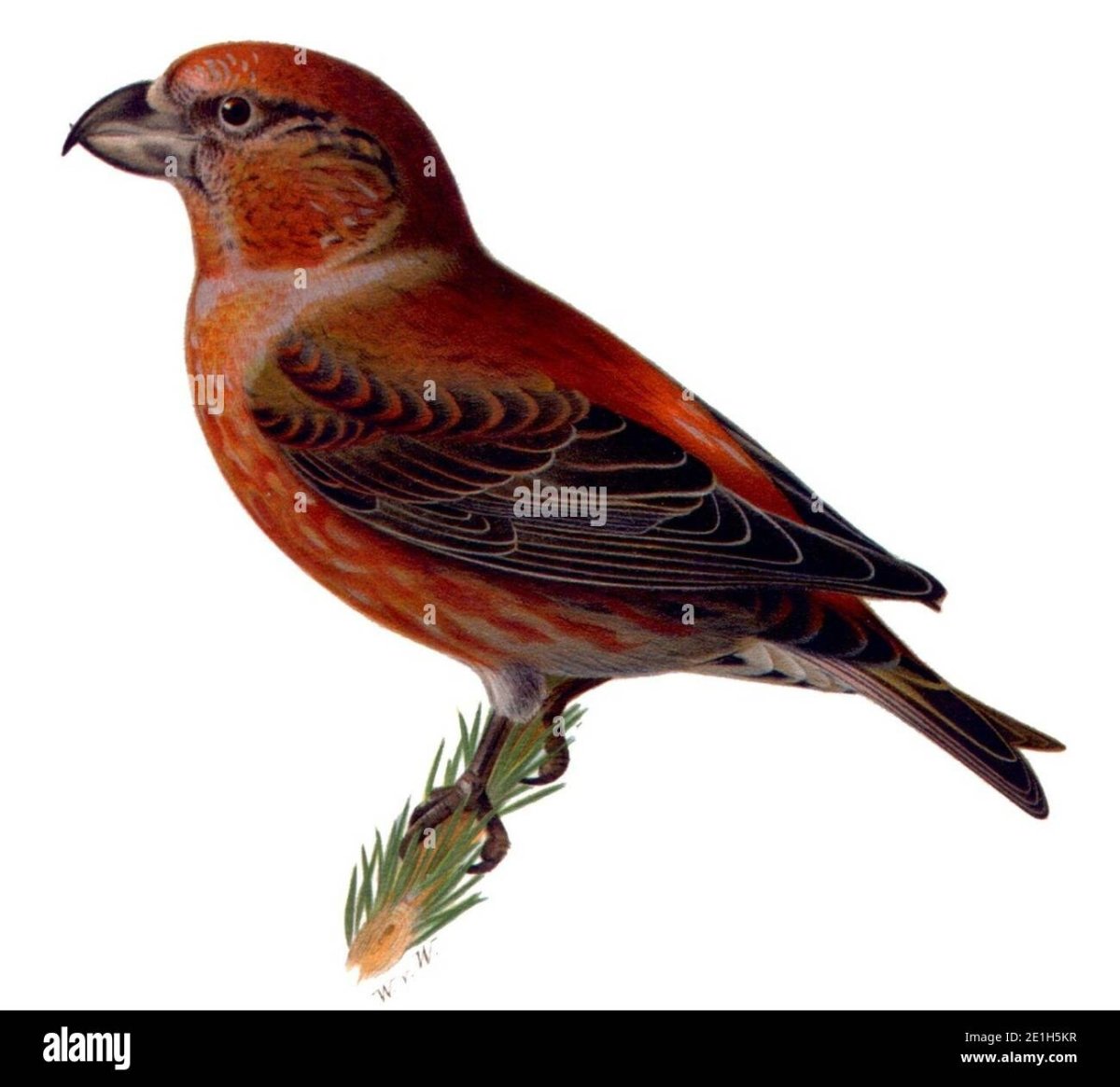 Клёст-еловик на белом фоне