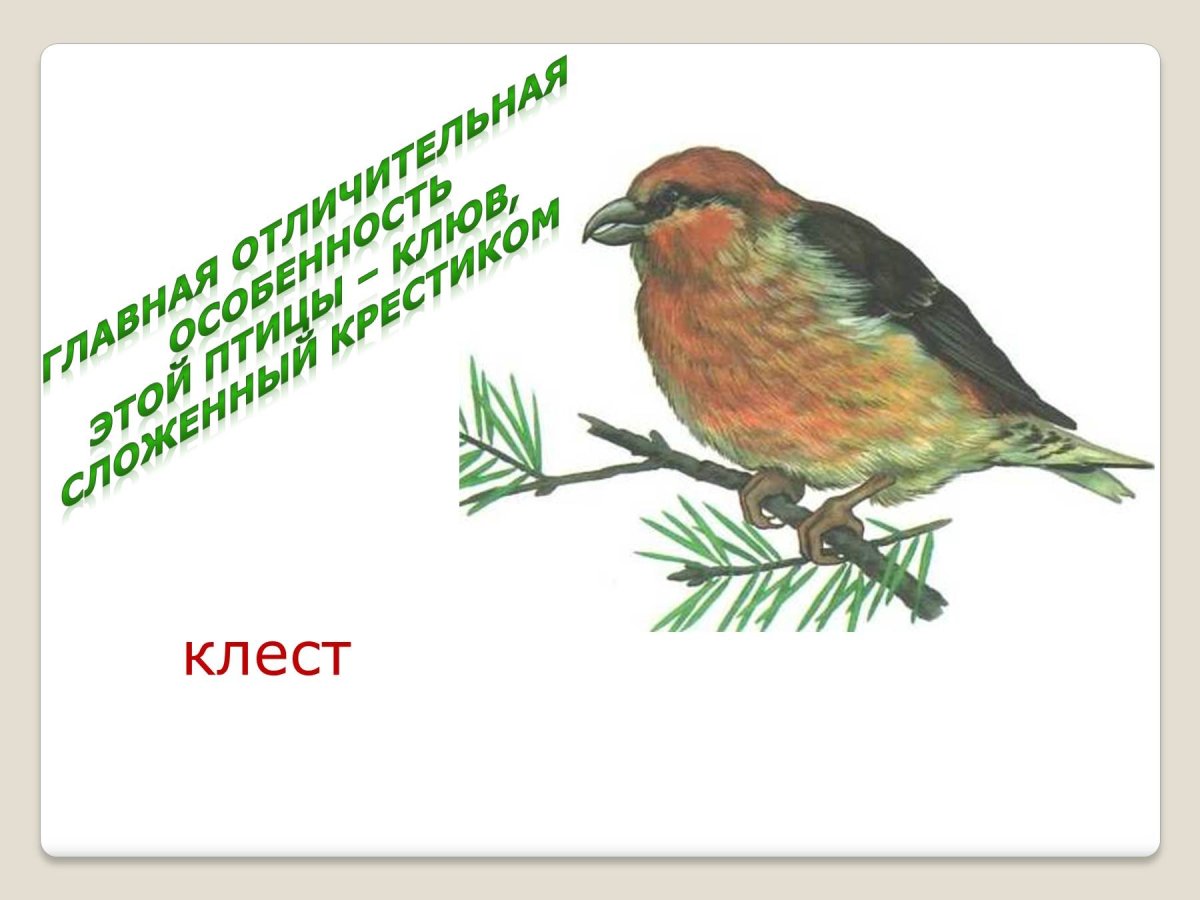 Зимующие птицы Клест для детей