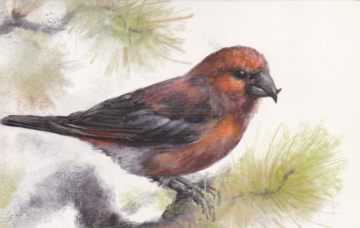 Клест еловик рисунок