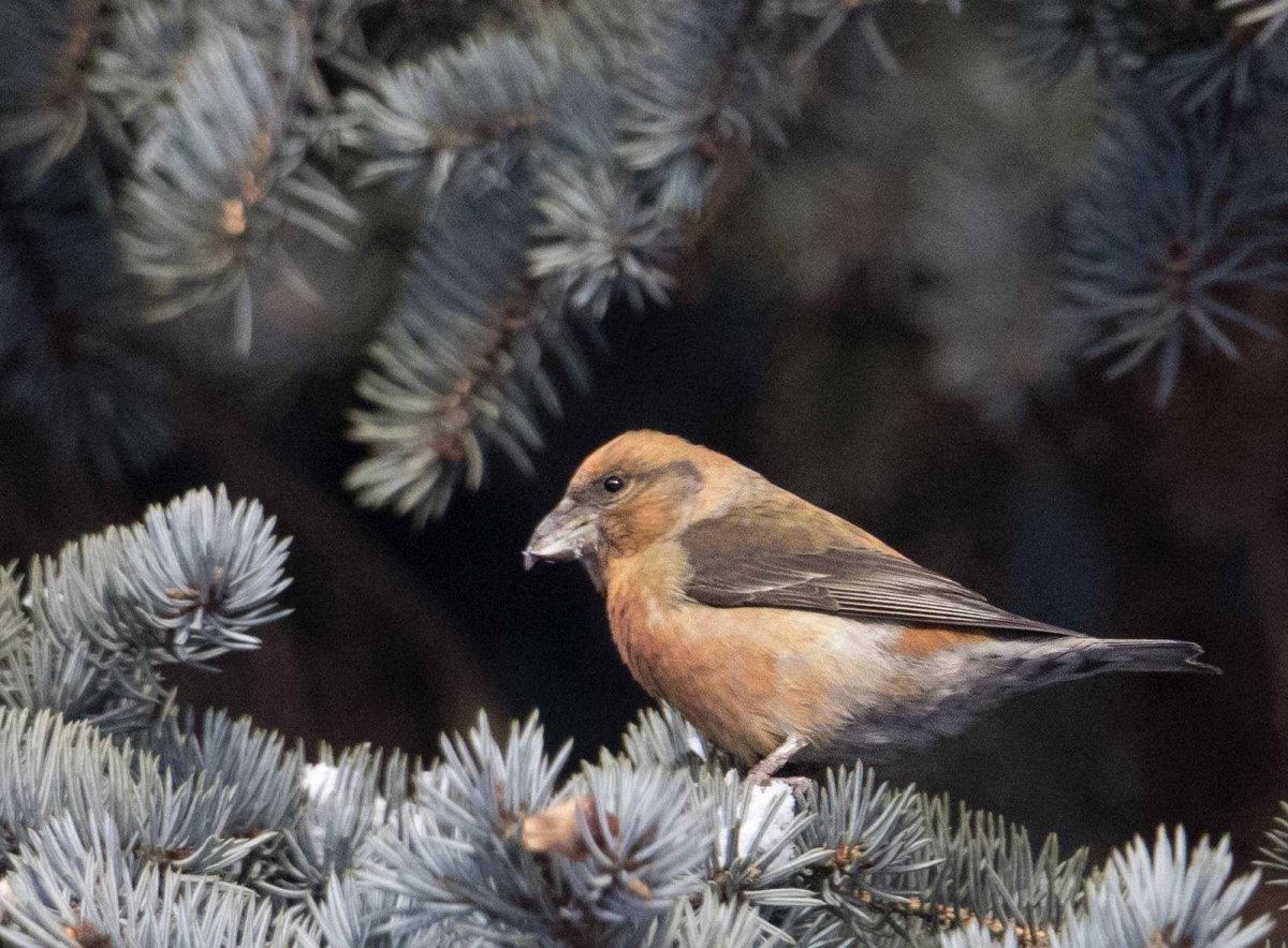 Клест еловик зимой