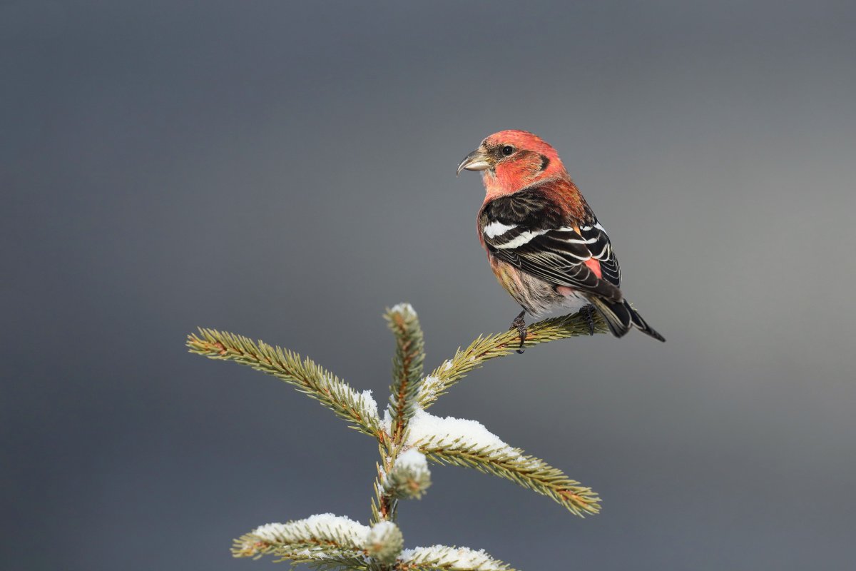 Птица Клест белокрылый