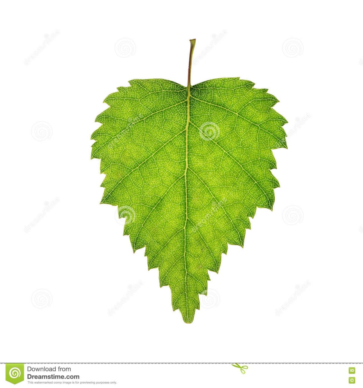 Берёза листья