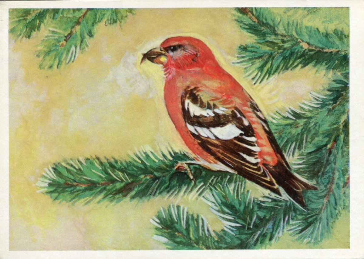 Про птицу Клест детям