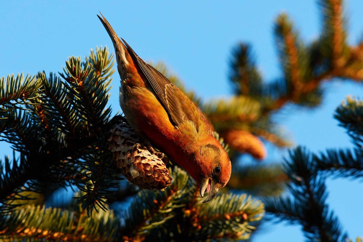 Клест-еловик (Loxia curvirostra)