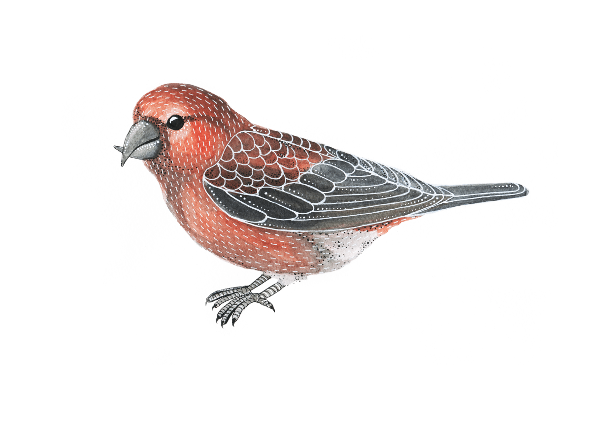 Клест на белом фоне