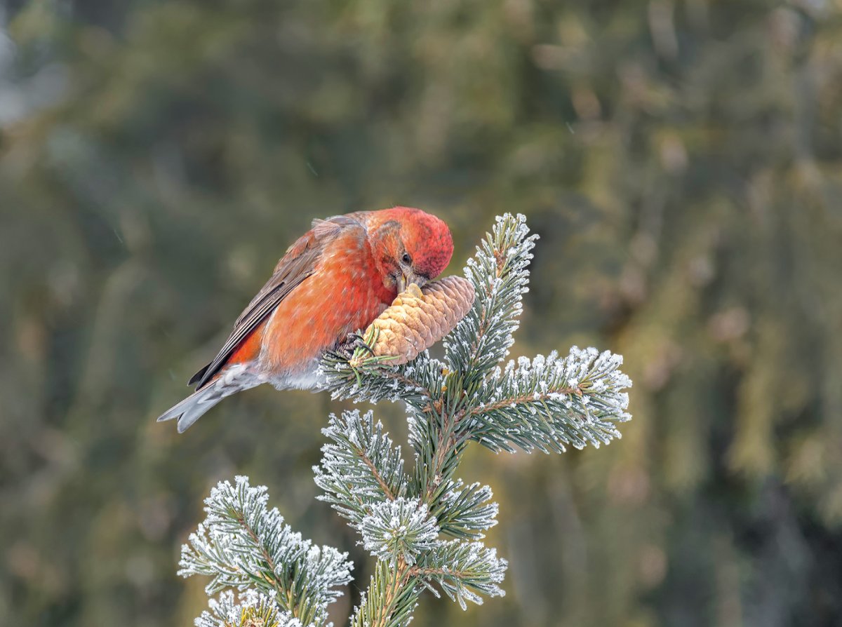 Еловая шишка и клёст