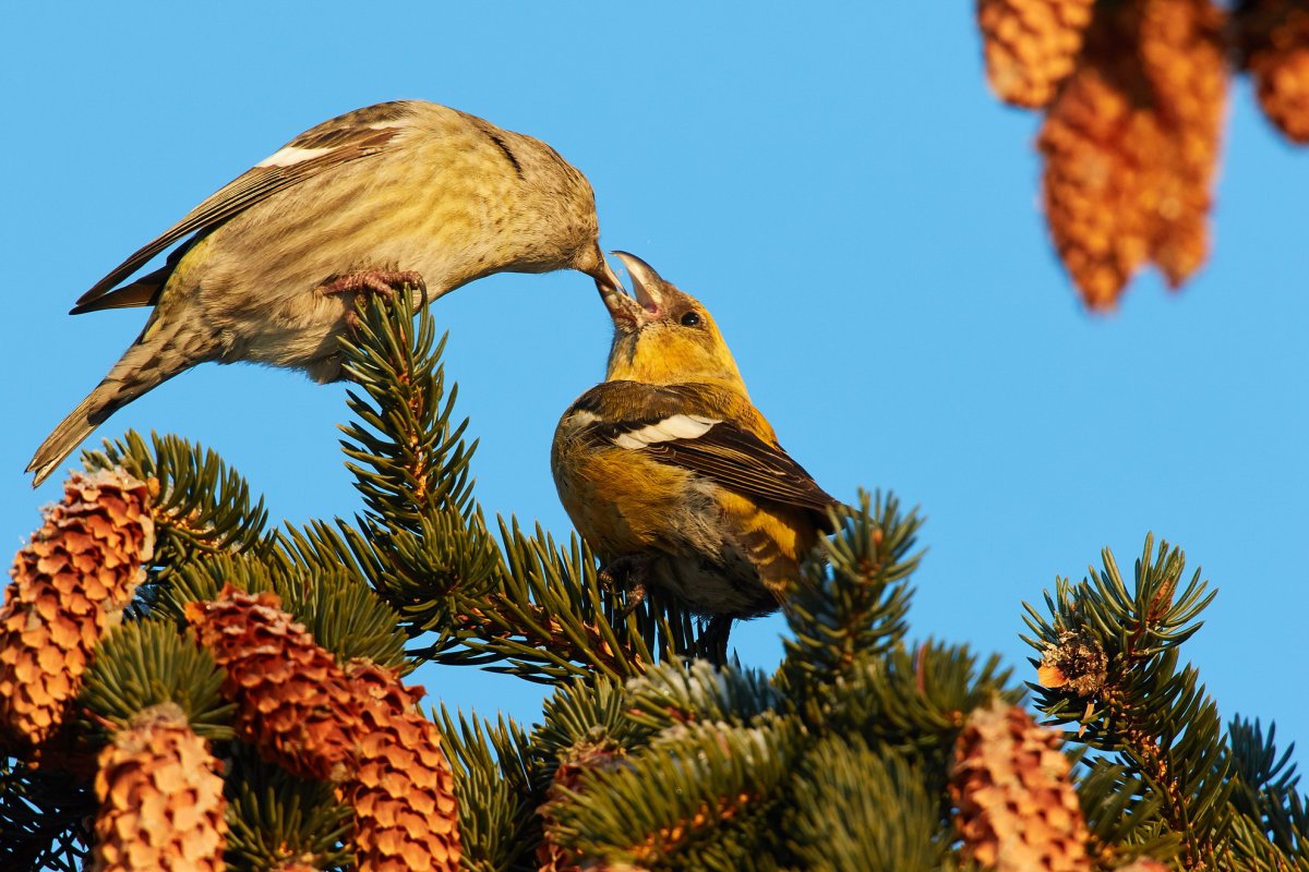 Картина Клест
