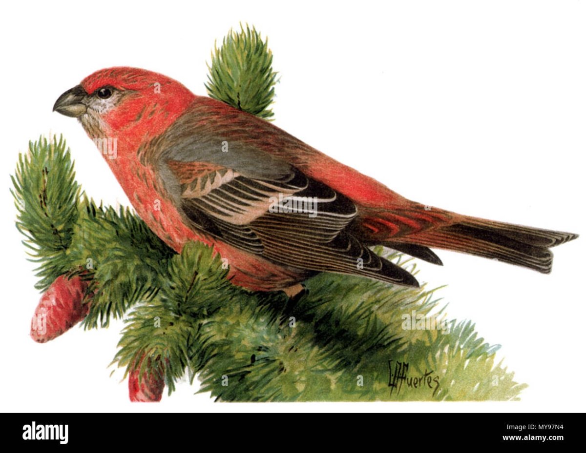 Клёст птица рисунок