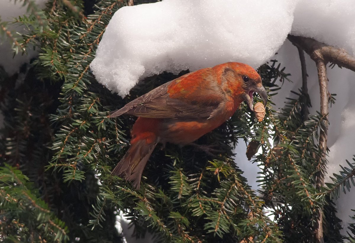 Клёст-еловик гнездо