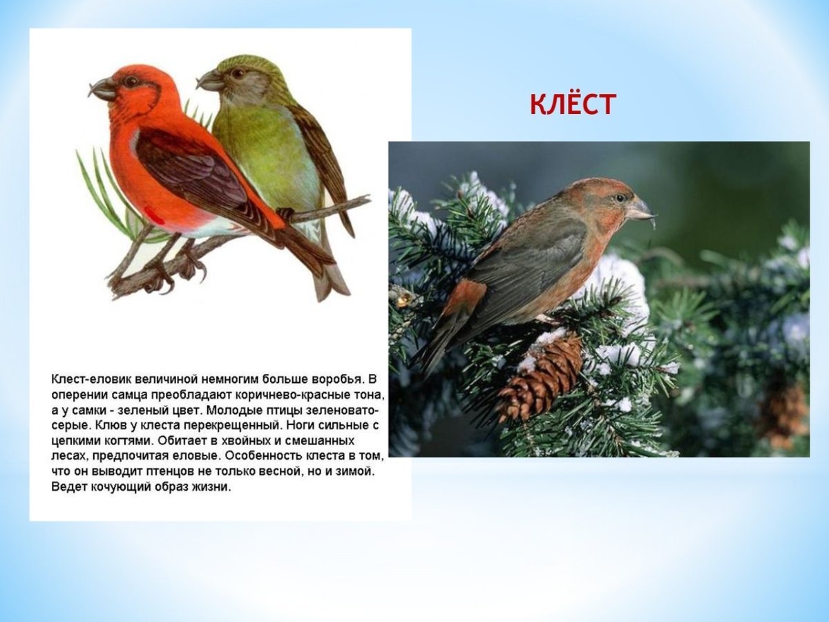 Клест еловик описание