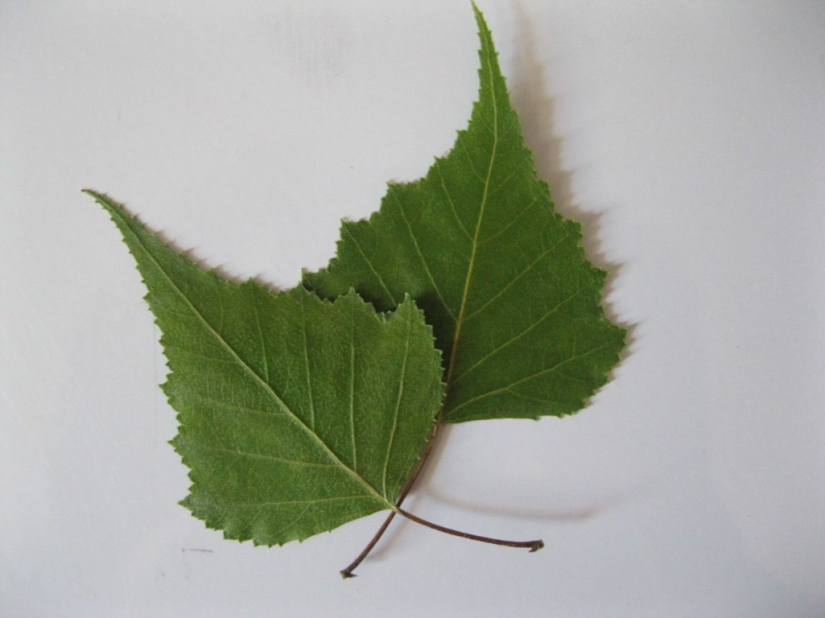 Листок березы