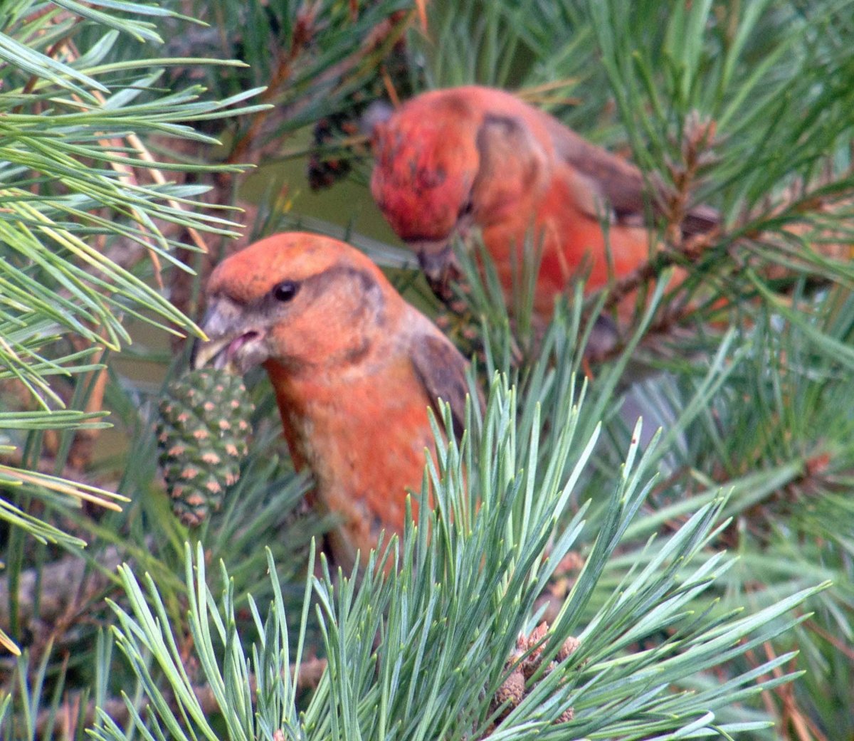 Клёст-еловик и клёст-Сосновик