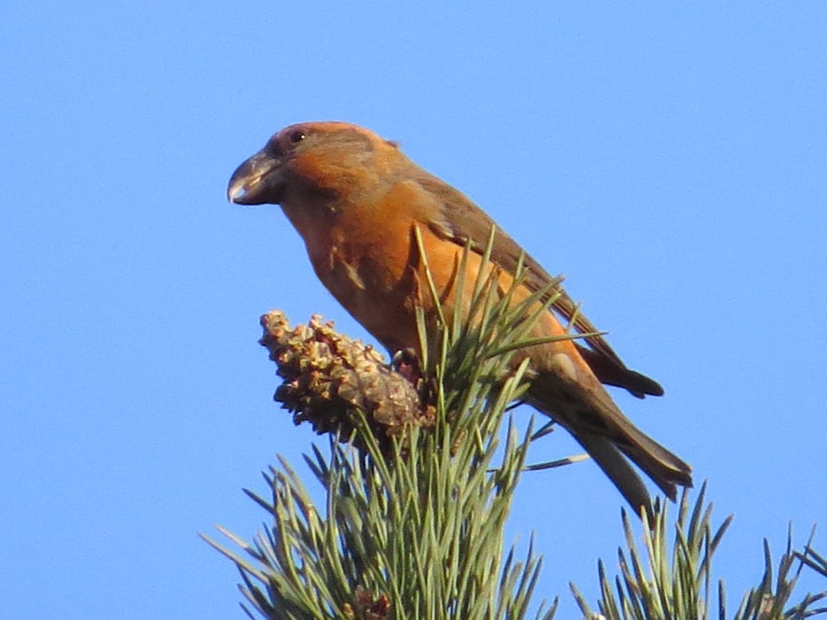 Клест еловик и Сосновик