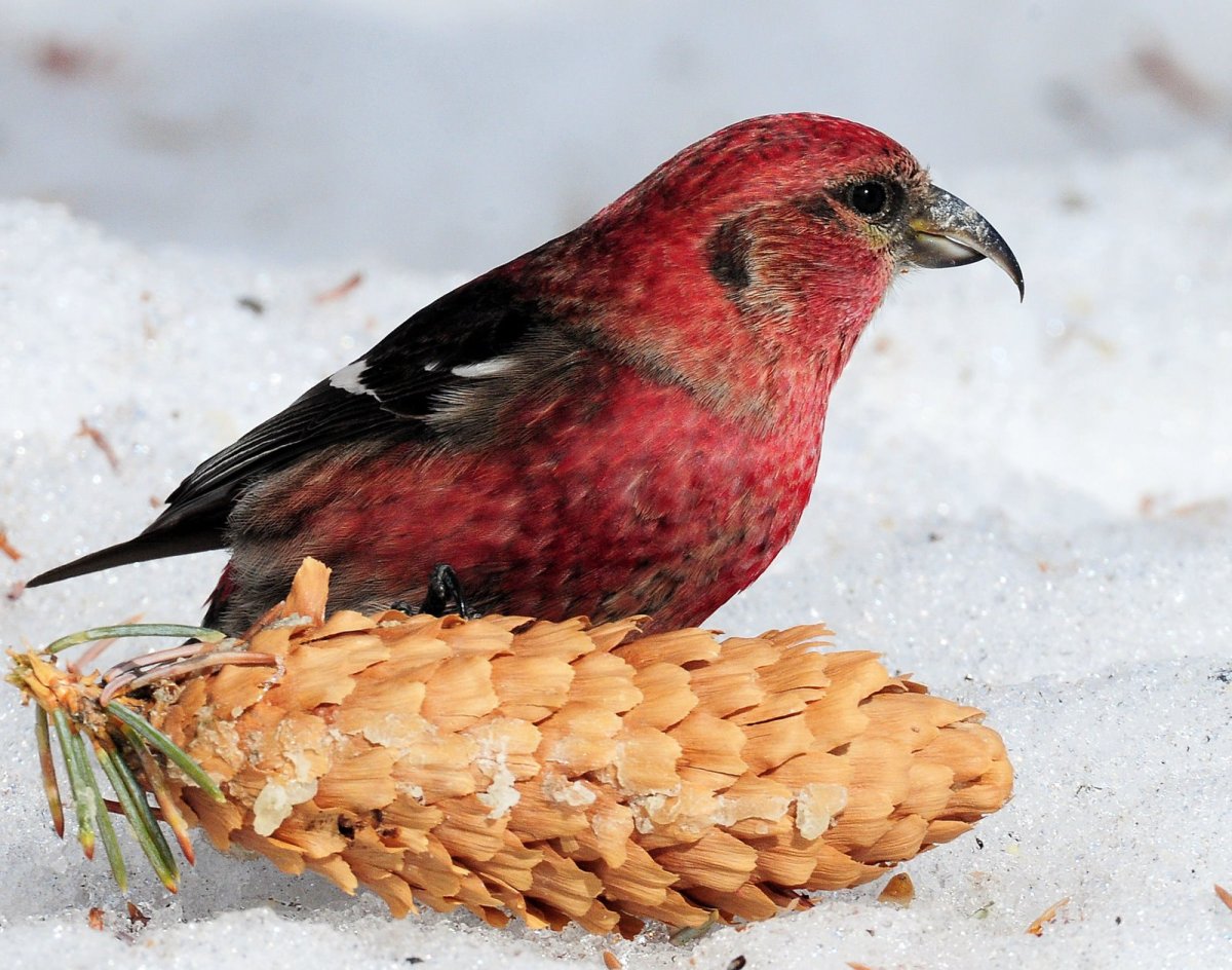 Яйца клеста