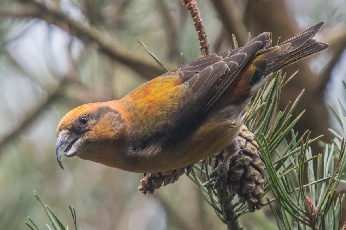Птица Клест еловик