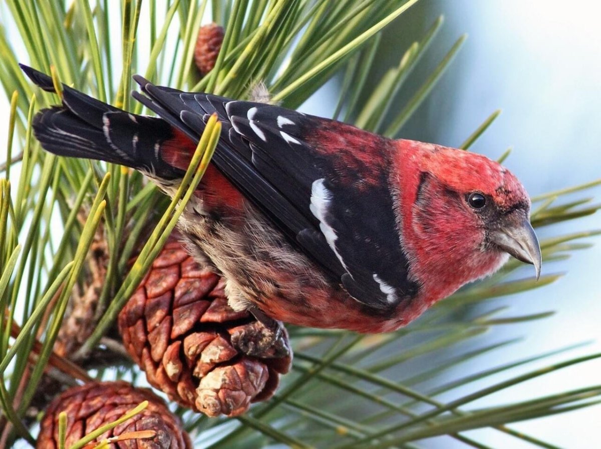 Красный Клест птица