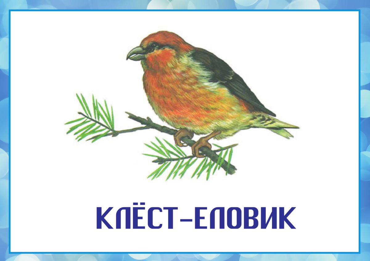 Карточка зимующие птицы Клест