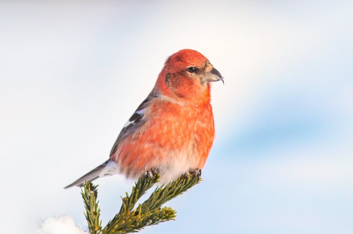 Клест еловик рисунок