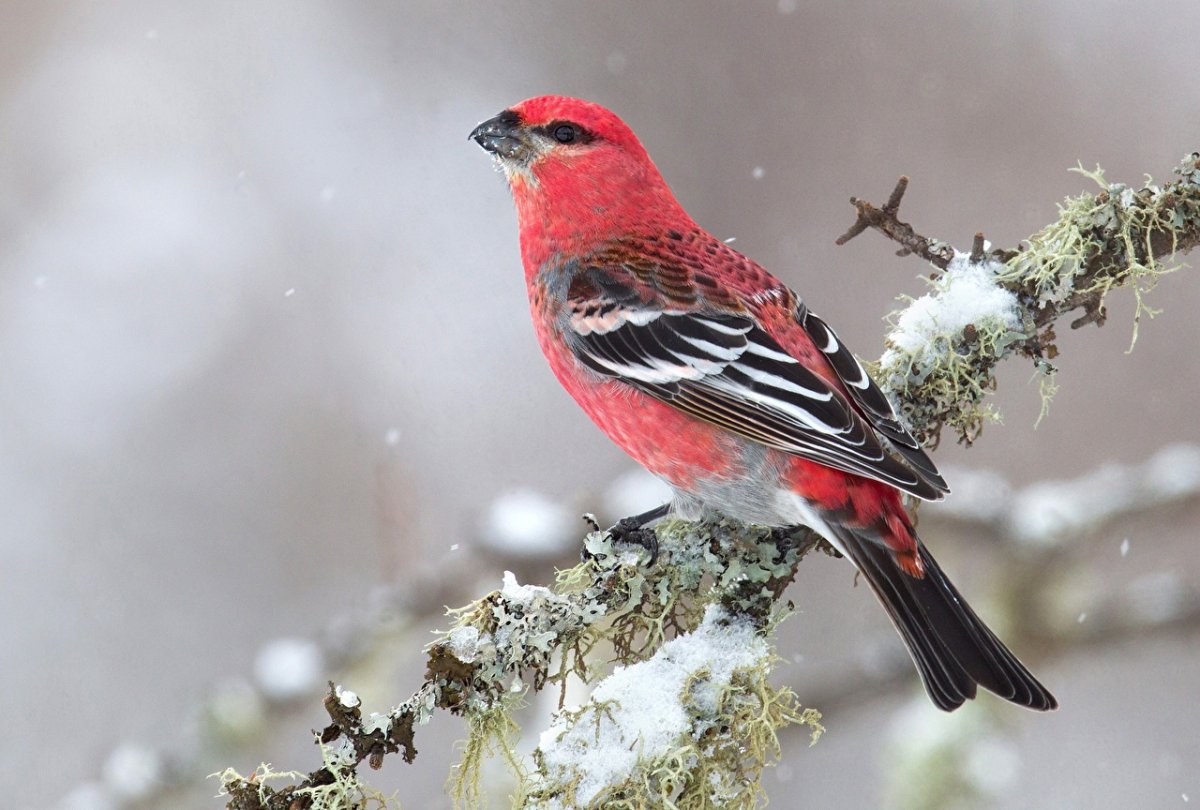 Pine Grosbeak птица