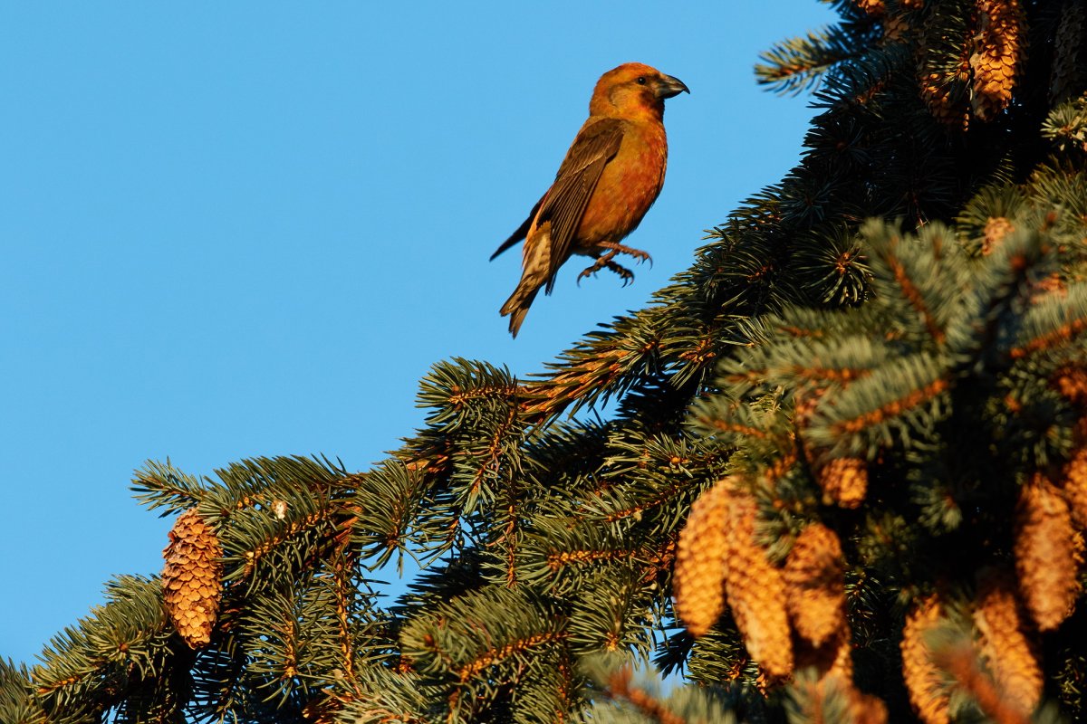 Белокрылый клёст