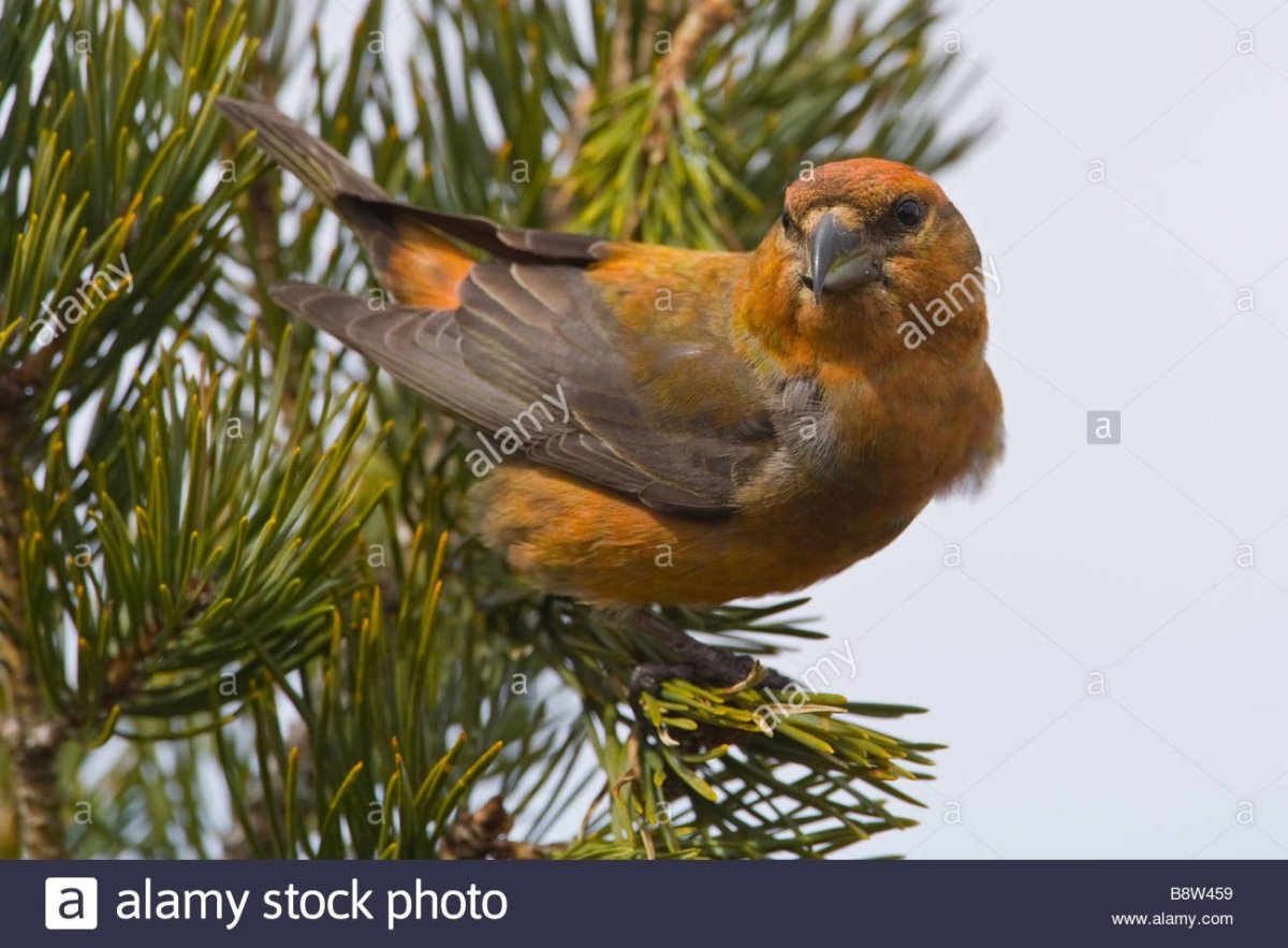 Клёст-еловик с птенцами