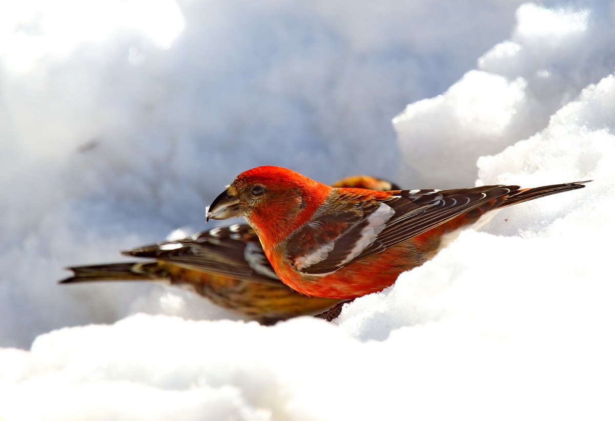 Клест и Снегирь