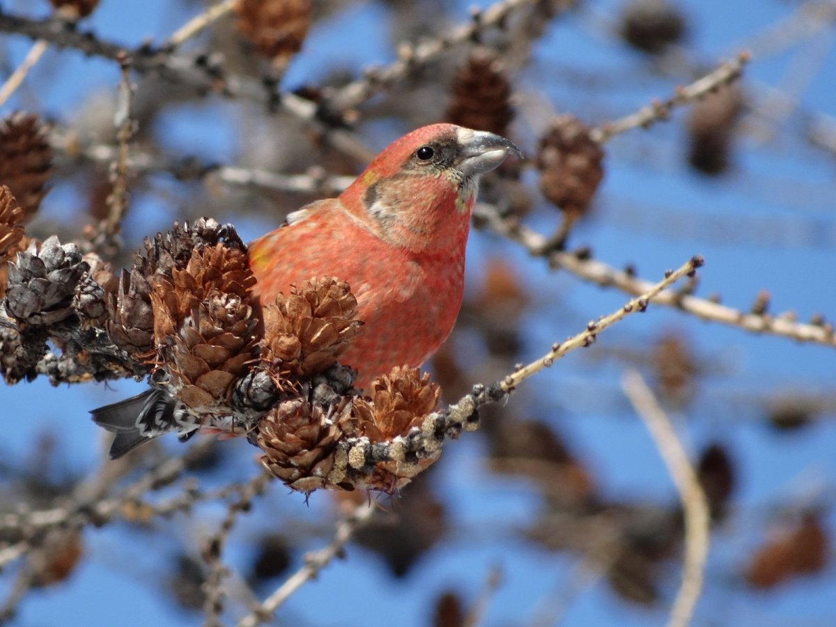 Клёст, свиристели, чечётки