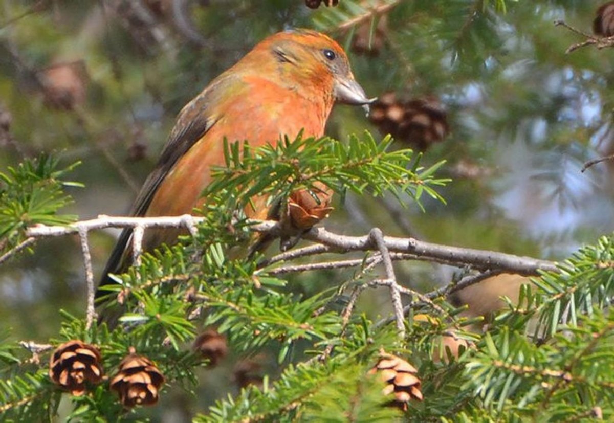 Природная зона Клест