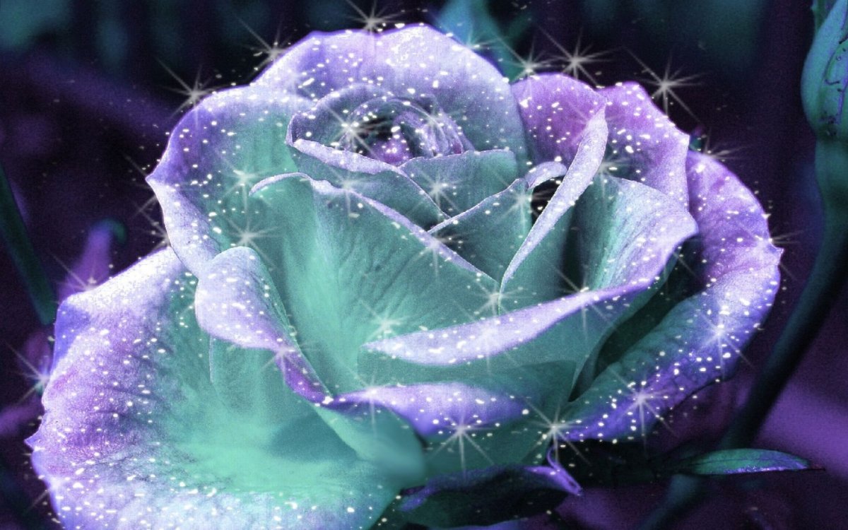 Роза Мэджикал