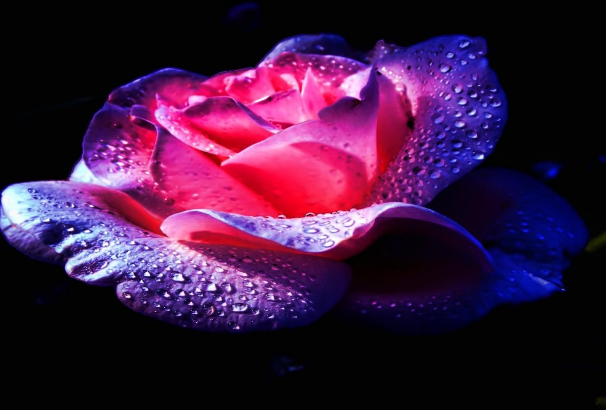 Самые красивые цветы