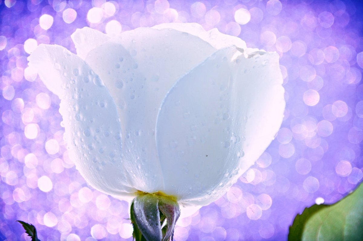 Дубайский парк цветов