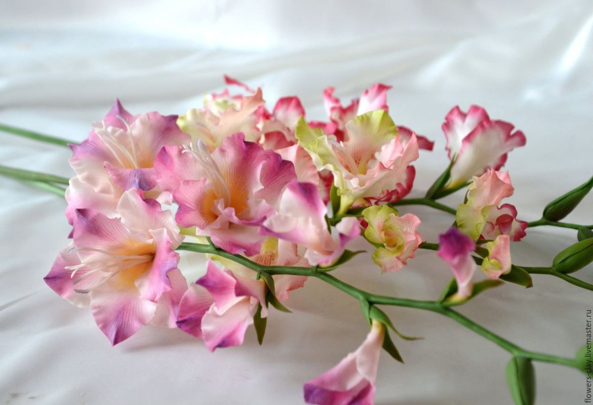 Гладиолус Дикая Орхидея