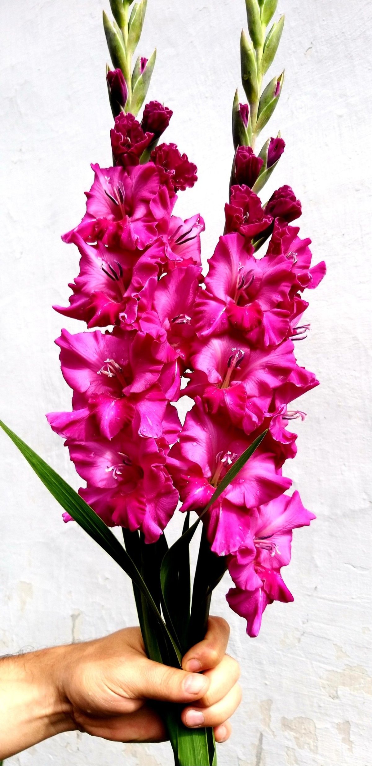 Букет с гладиолусами