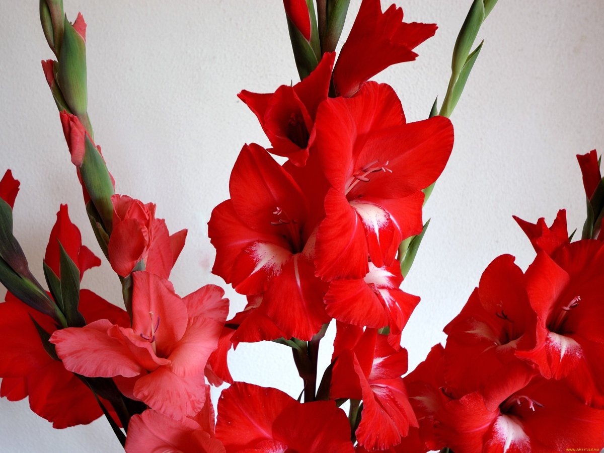 Гладиолус Традерхорн