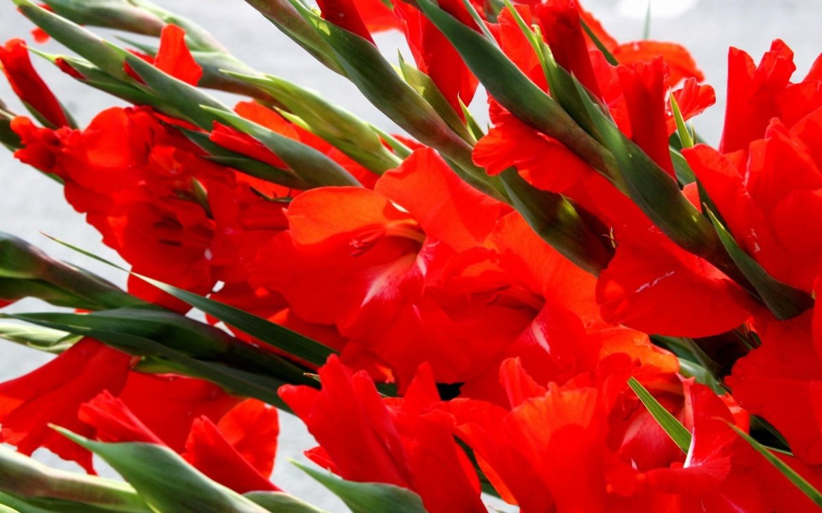 Гладиолус Казимир